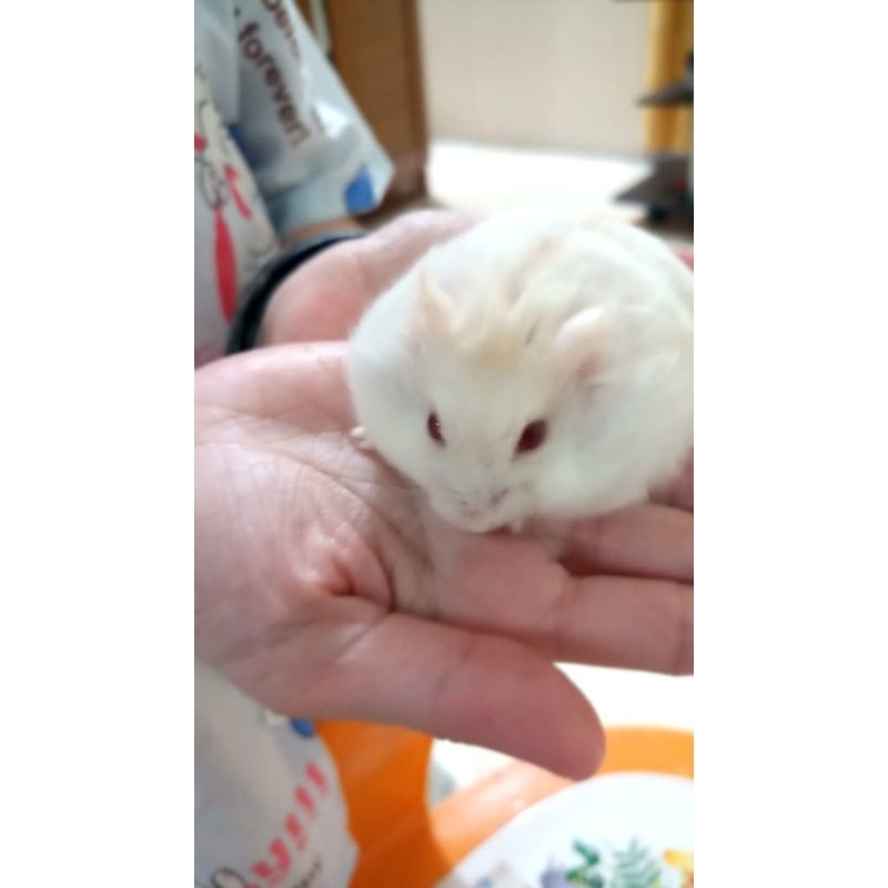 Hamster winter white indukan via instan