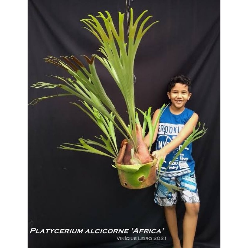 Platycerium alcicorne afrika baby