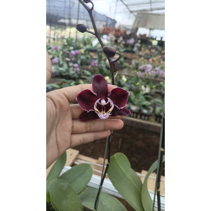 angbul black jack + koleksi