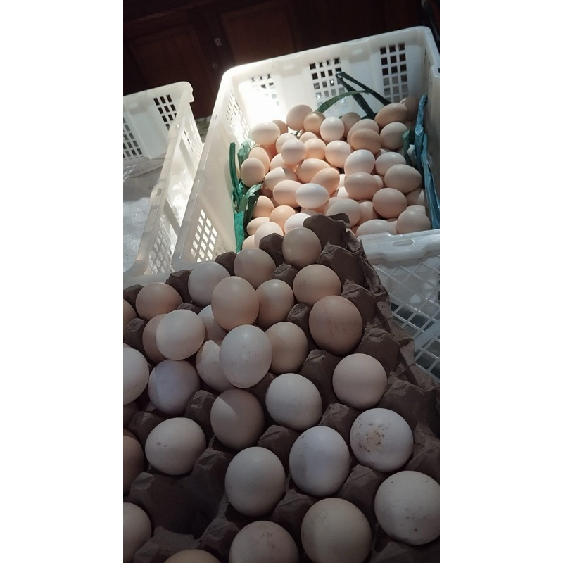 

Telur Ayam Kampung