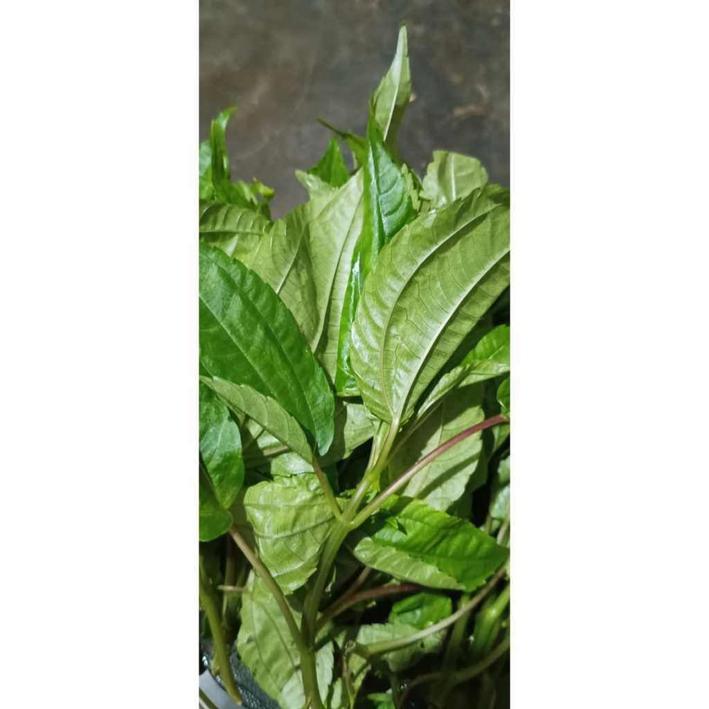 

DAUN POHPOHAN LALAPAN 1 IKAT