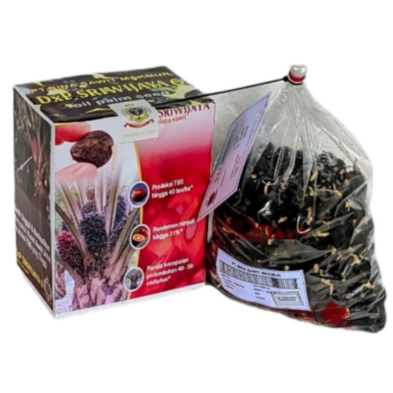 bibit benih sawit sriwijaya 6