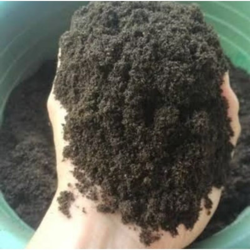 Spora azolla kering 100g