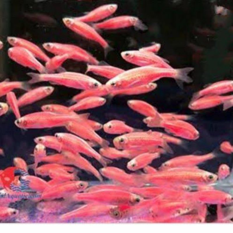 Danio zebra pink