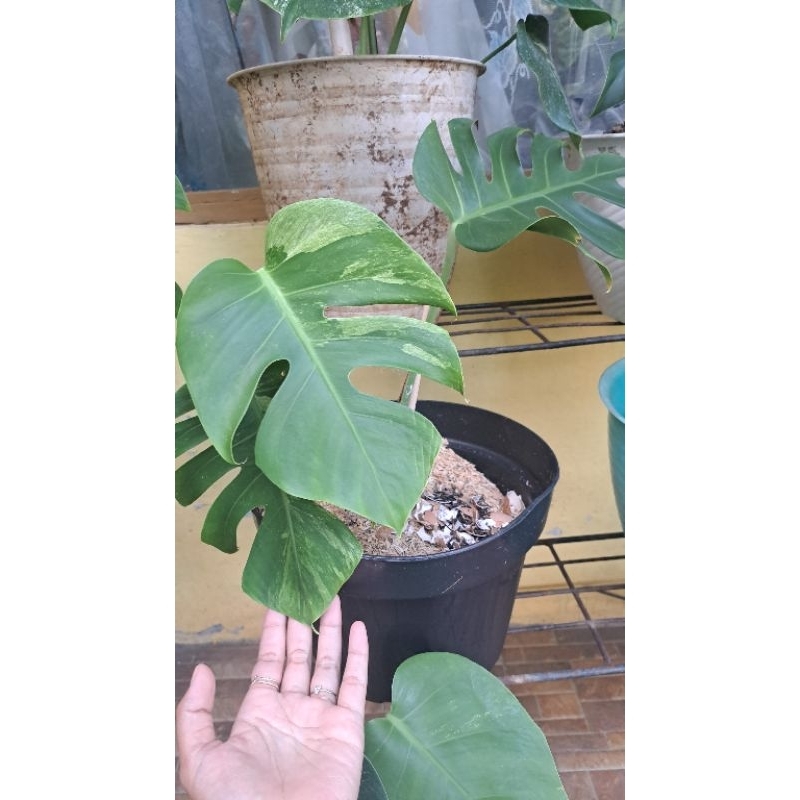 monstera mint noid kode B