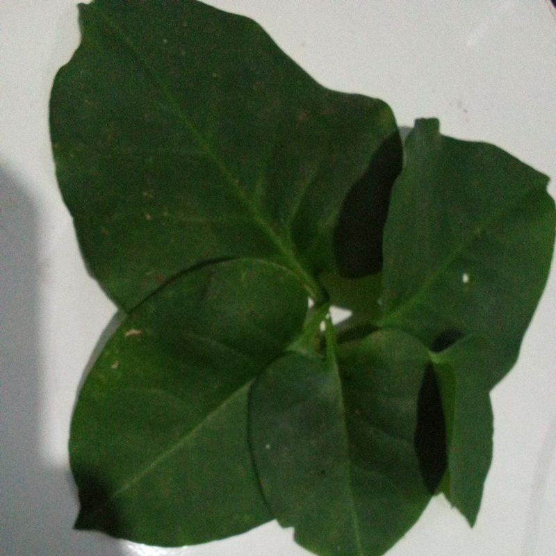 

Daun binahong segar baru metik