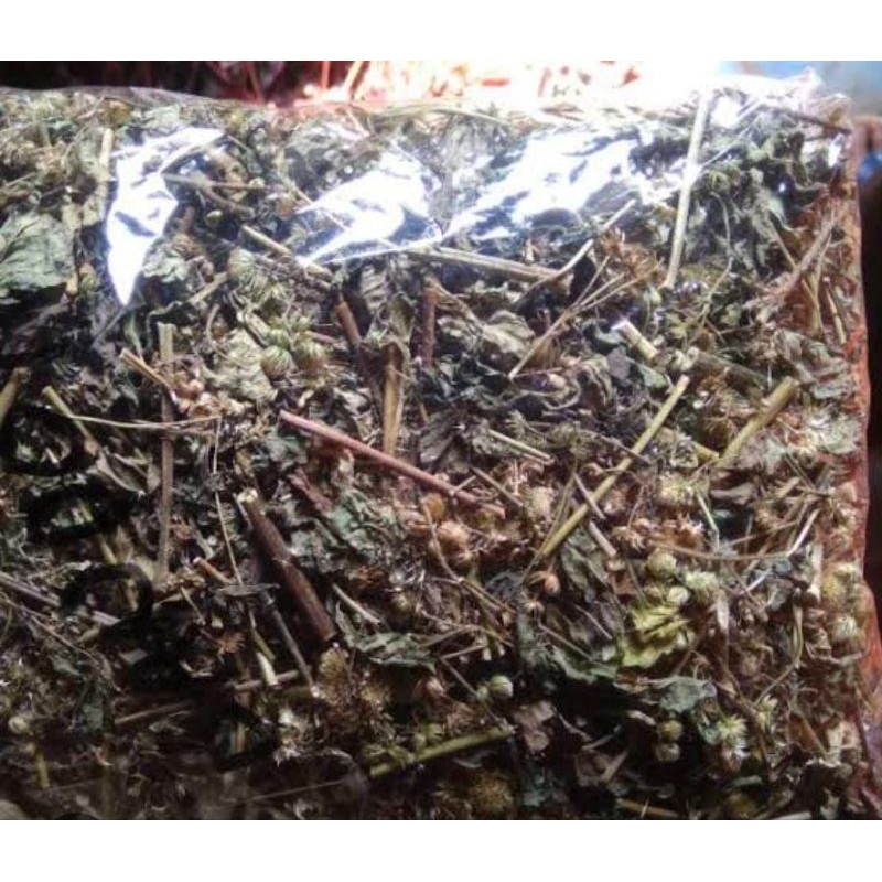 

Daun Bandotan Kering 300 Gran Premium Obat Herbal Tradisional Termurah