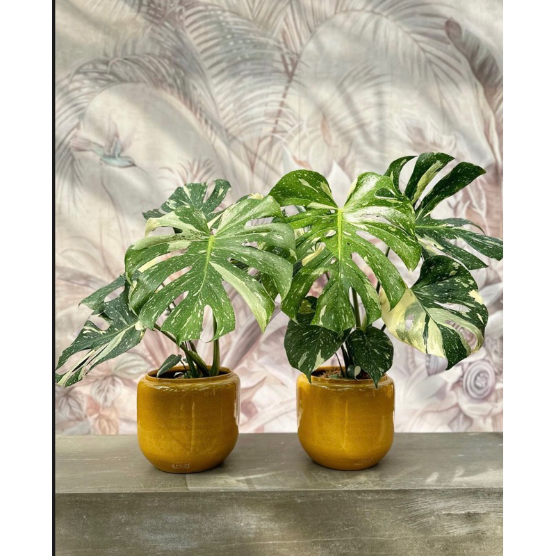 monstera thai constellation