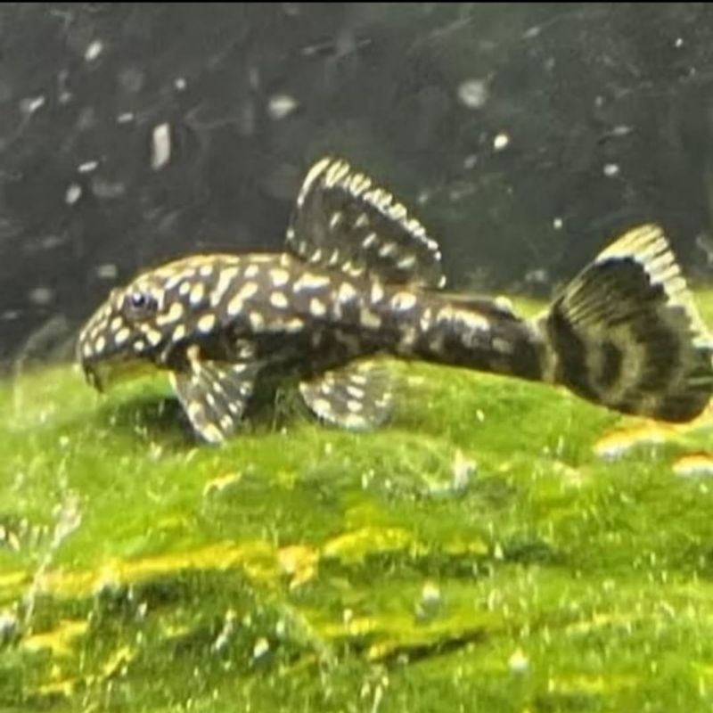 

Sticker PLECO BRUSHMOUTH L144 YELLOW SPOT 6-10CM