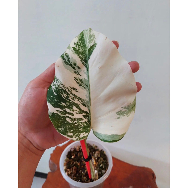 monstera varigata 1daun