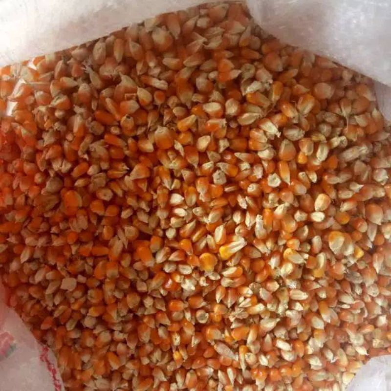 Jagung Besar Pakan Unggas Ayam Burung JAGUNG PIPIL KERING 25 Kg