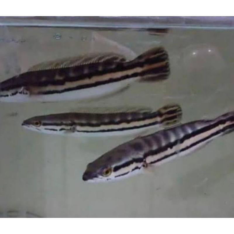 Toman Green asli Rawa Kalimantan zise 10-15 cm (udah rekondisi dan bisa cod)