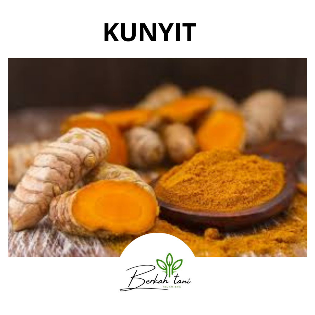 

KUNYIT REMPAH PILIHAN PER500GRAM