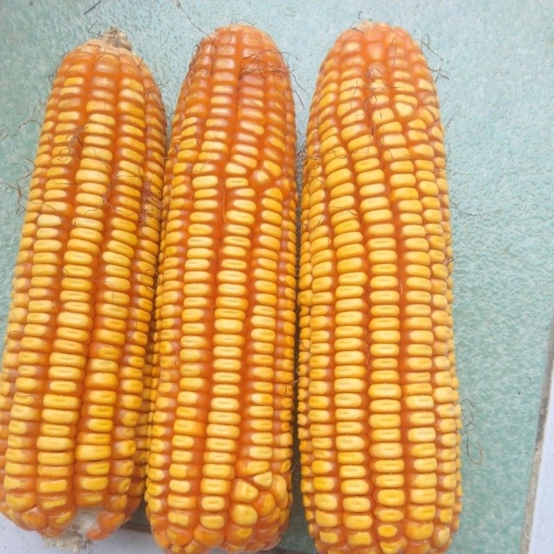 

BIBIT JAGUNG LOKAL PER 1 KG