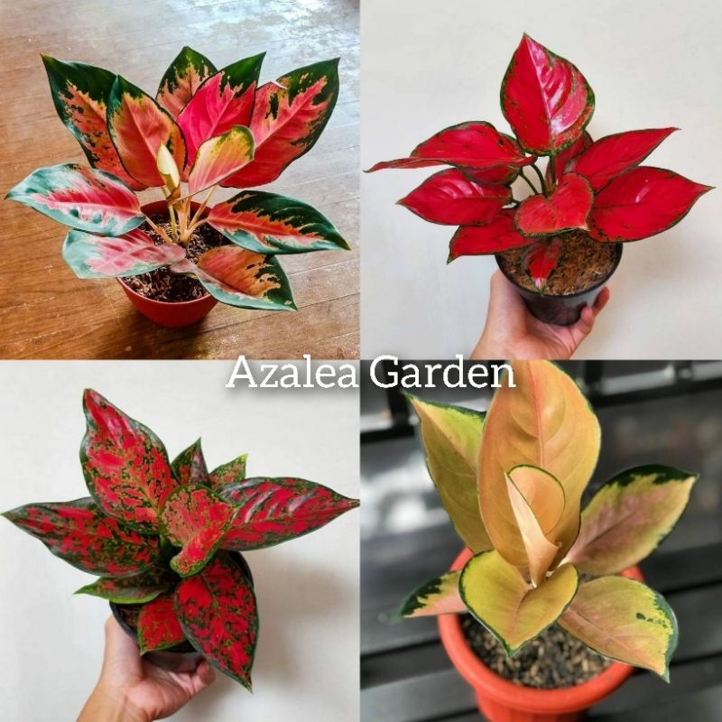 Paket 4 jenis aglonema