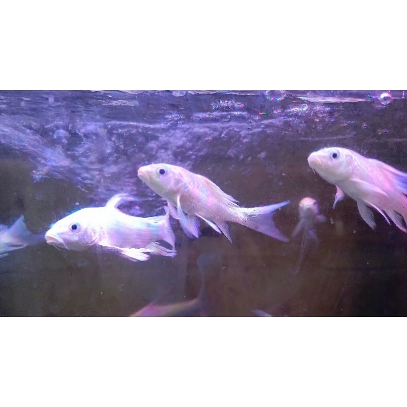 gambar koi platinum slayer