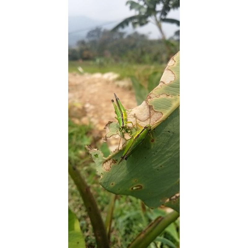 belalang sawah hidup 40ekor