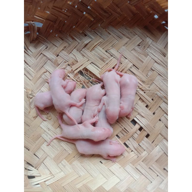 Pinkies Rat/Tikus Putih/Pakan Reptile