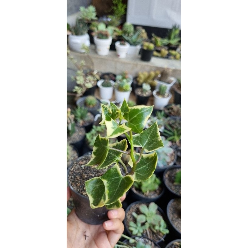 Tanaman Hias Gantung English Ivy Kertas