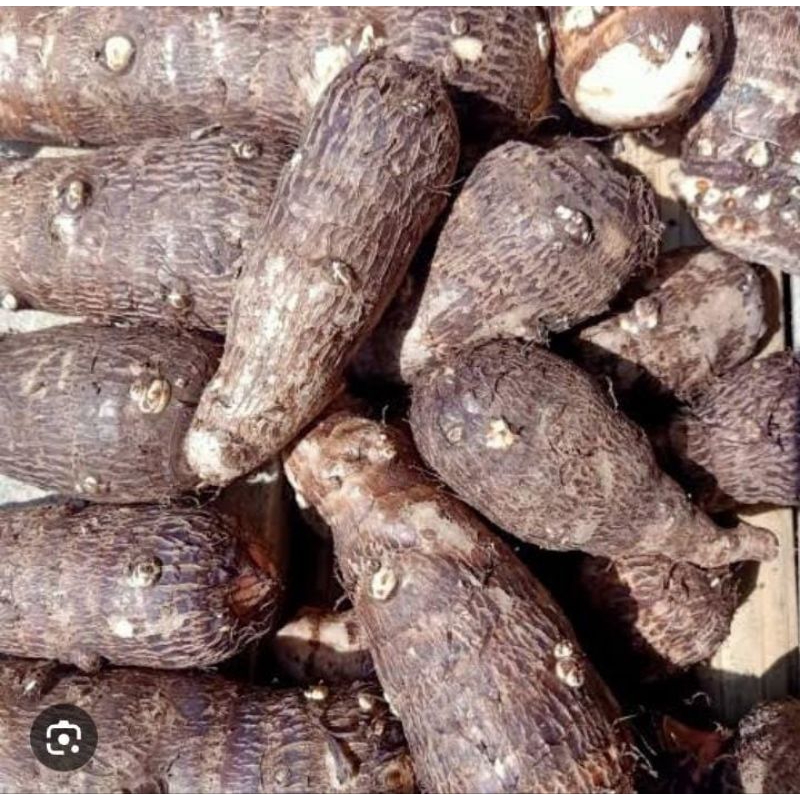 

Ubi Talas Umbi 1 Kg Segar Pulen Termurah Obat Herbal Tradisional