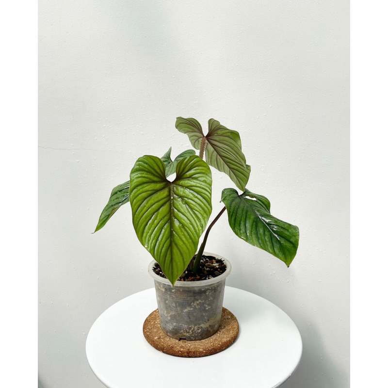 philodendron plowmanii black face