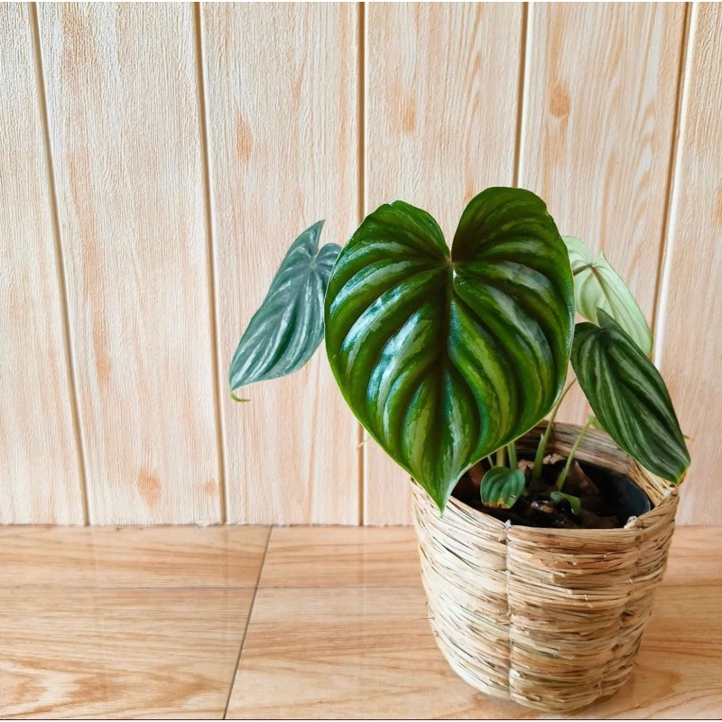 philodendron plowmanii