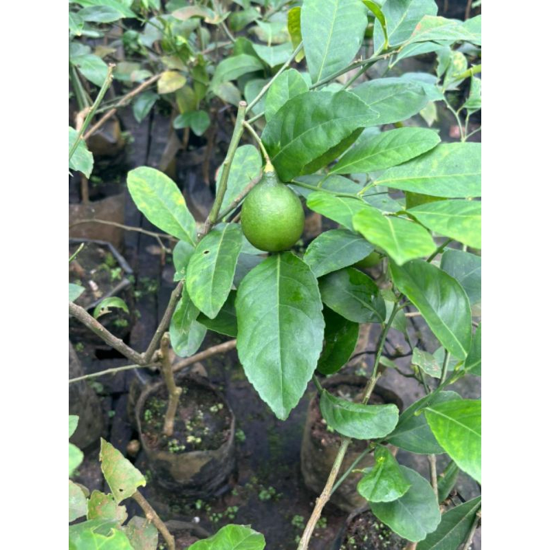 Bibit Lemon California