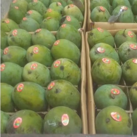 

Mangga Alpukaat Per Kg