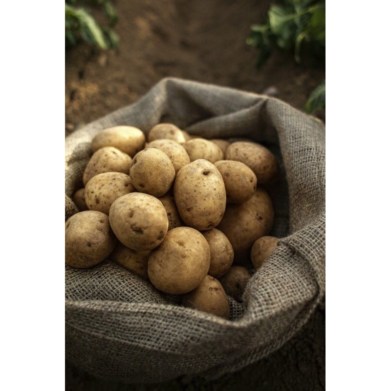 

Kentang super semua jenis kentang bisa pilih