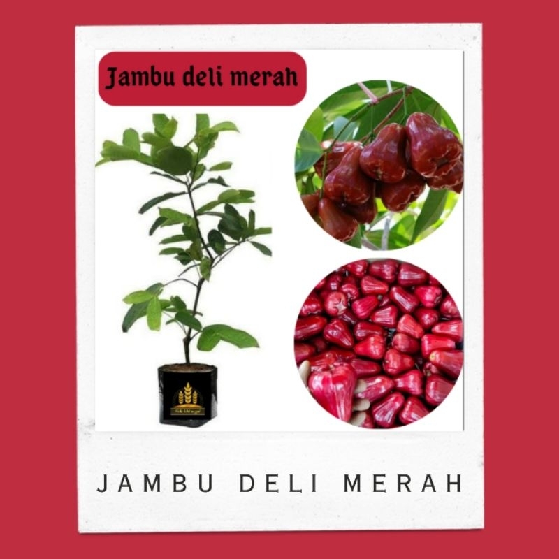 Bibit jambu air madu deli merah • bibit jambu deli merah Bella bibit