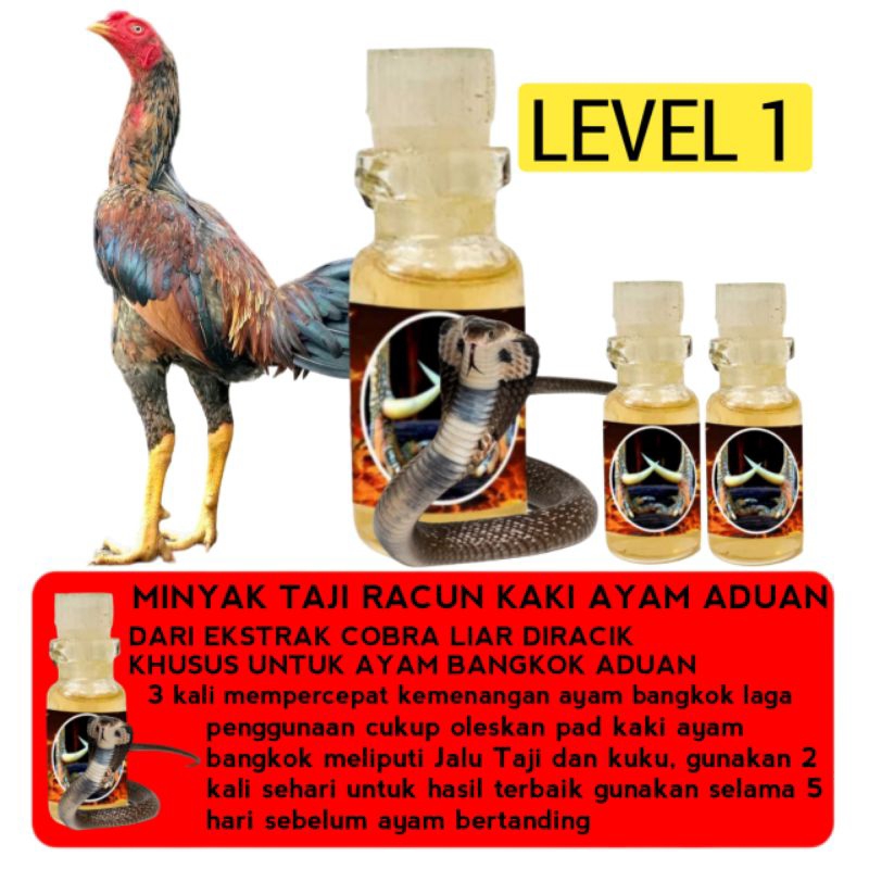 Racun ayam Bangkok asli cocok untuk semua jenis jago aduan