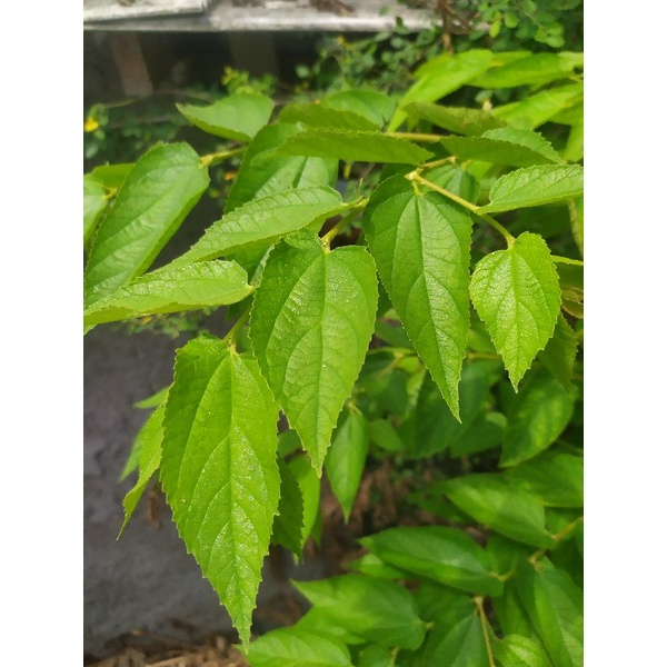 

daun kresen/ceri segar 100 gr/herbal