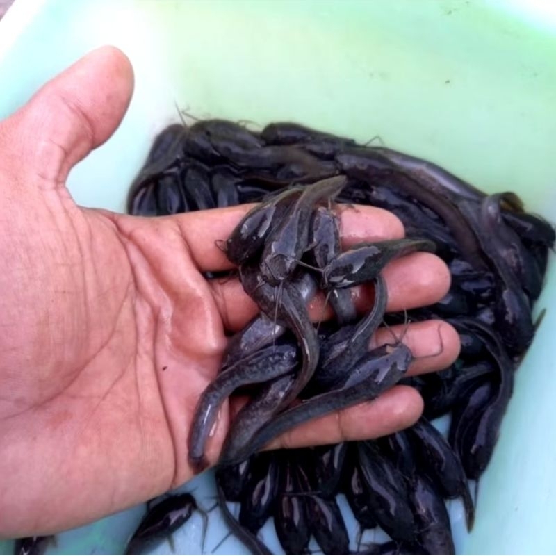 BIBIT LELE 2-3CM 1 PAKET ISI 100