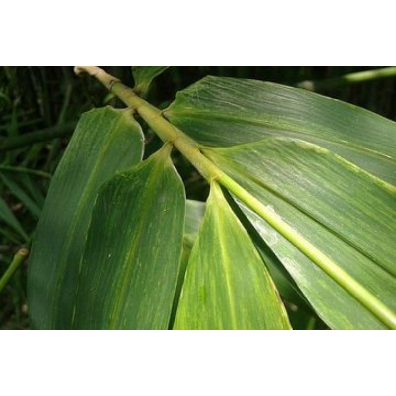 

jual daun bambu 100 lembar