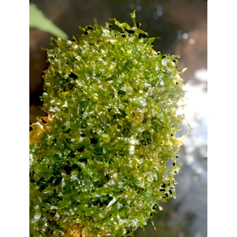 Moss Pelia Bahan Tanaman Aquascape 1 Kg