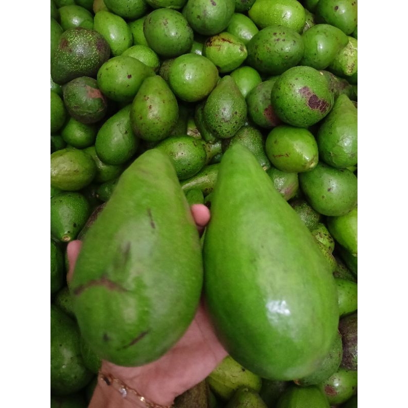 

Pokat Mentega Jumbo Isi 2 dan 3