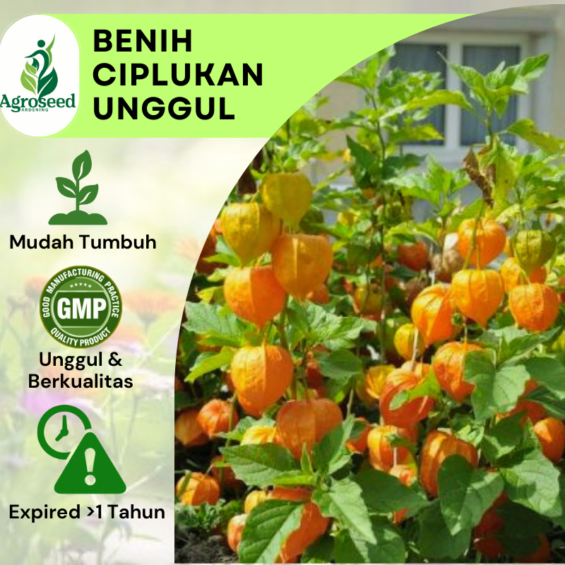 3 Benih / Bibit / Biji Ciplukan/ Ceplukan Kuning - Groundcherry