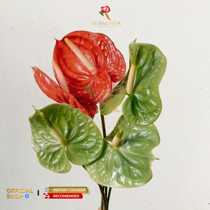 Bunga Anthurium / Bunga Potong Segar