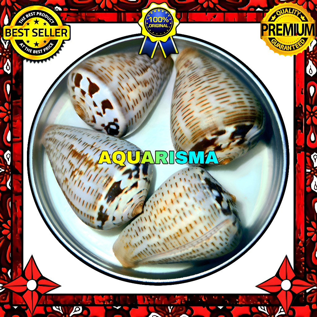 HIASAN DAN KOLEKSI - CANGKANG KERANG JUMBO KERUCUT CONIDAE SNAIL CONUS GLAUCUS GRADE A+