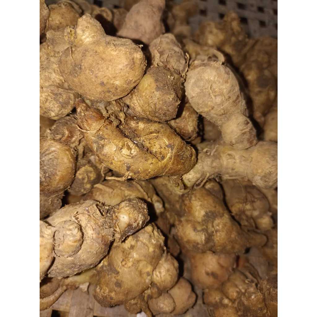 

KENCUR KECIL/LELES KERING FRESH DAN TUA