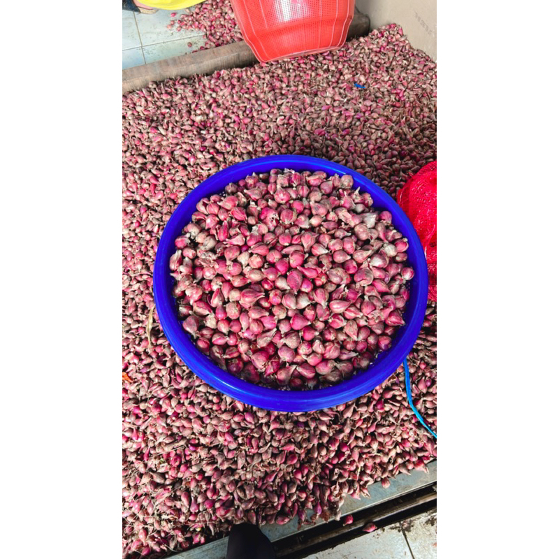 

BAWANG MERAH BREBES Campur BESAR 1 kg