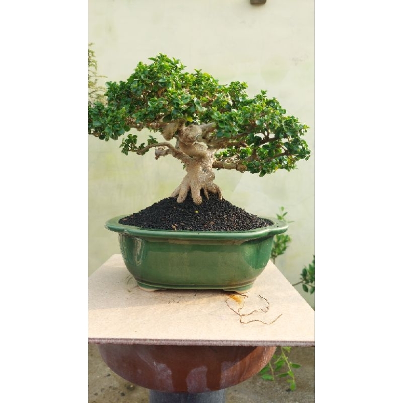 Bonsai sancang siap kontes