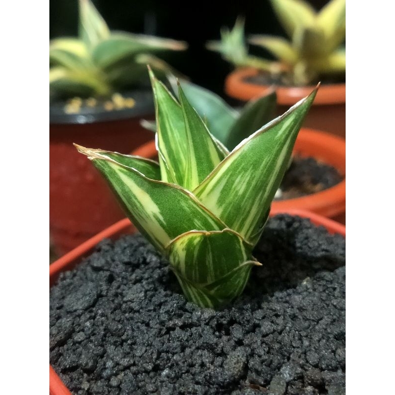 Sanseviera Hybrid "Tower Variegata"