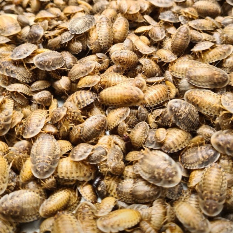 [ BISA COD ] PAKET KECOA DUBIA 1,5-2CM 75 EKOR PAKAN BEARDED DRAGON CHAMELEON GECKO IKAN PREDATOR CH