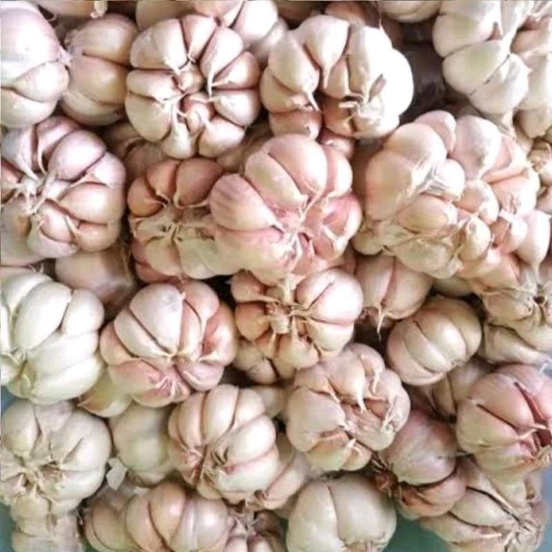 

Bawang putih fresh berkualitas di jamin murah