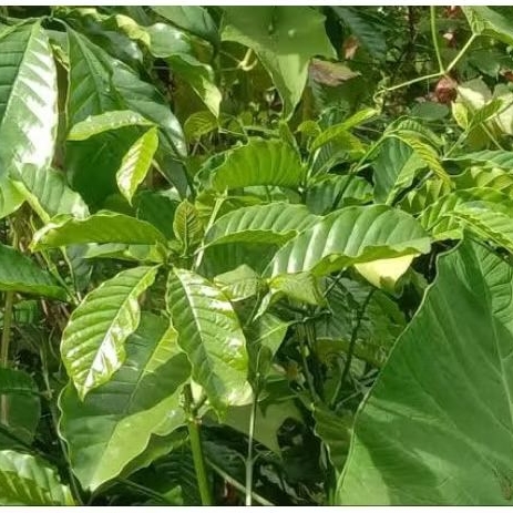 

daun kopi Arabika segar,500gram
