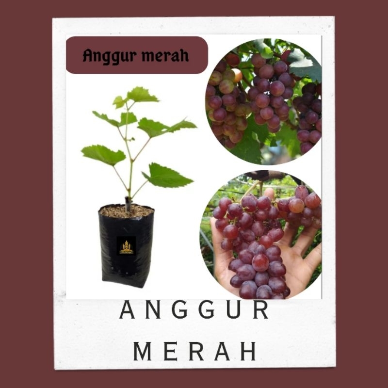 Bibit anggur merah manis Bella bibit