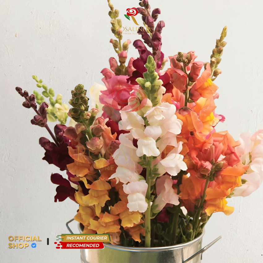 Bunga Snapdragon / Bunga Potong Segar