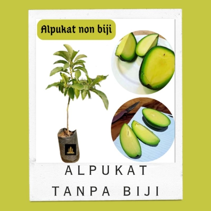 Bibit alpukat mentega non biji tanpa biji Bella bibit