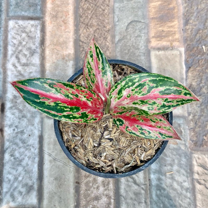 Aglaonema butterfly mutasi